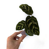 ORIBON Classic Edition - Origami meets Bonsai