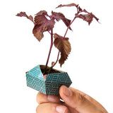 ORIBON Japanese Edition - Origami meets Bonsai