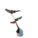 ORIBON Classic Edition - Origami meets Bonsai