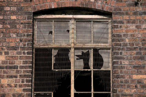 Trevor Attwood, Man Dog Cat (2015)