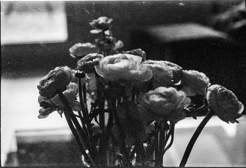 Shira Bar, Unnamed Flowers (from a yet unnamed project) (2017-2020)