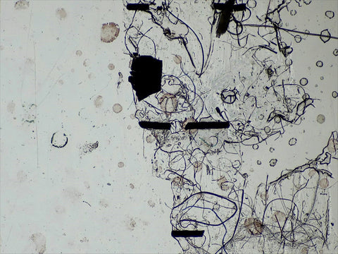 Susanne Dietz, TAU (2025)