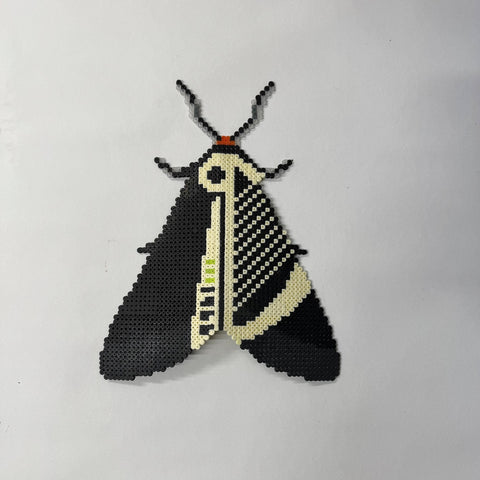 Peter Fish,   Stout Moth (2016)