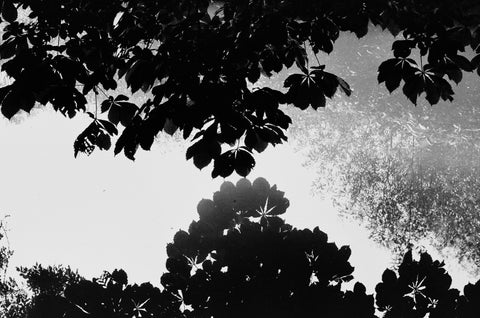 Conor Kiely, Leaves and Water (2025)