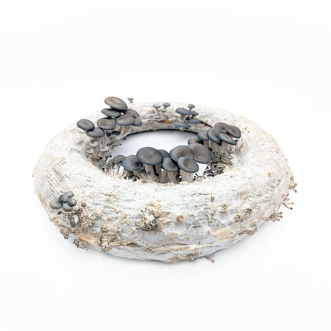 Victoria King, Fairy Ring
