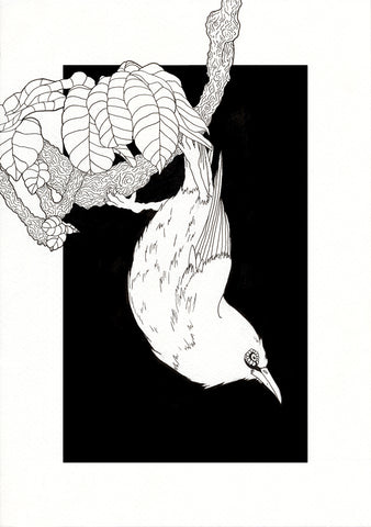 Harriet Pilcher, Indian White-Eye