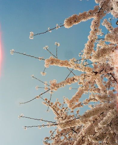 Sophie Polyviou, London Sakura i (2025)