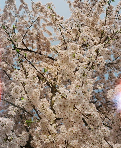 Sophie Polyviou, London Sakura ii (2025)