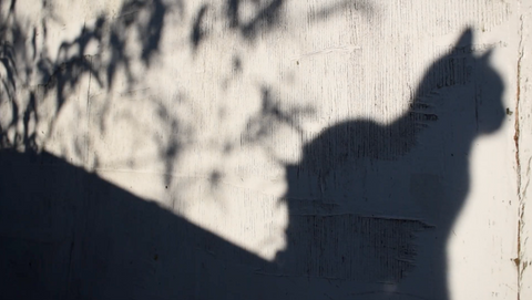 Anna Molan, Deep Listening (2020)