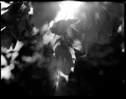 Ossie Stockman, Light as Guidance (2023)