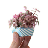 ORIBON Classic Edition - Origami meets Bonsai