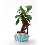 ORIBON Classic Edition - Origami meets Bonsai