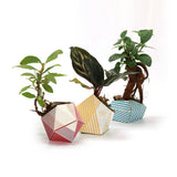 ORIBON Classic Edition - Origami meets Bonsai