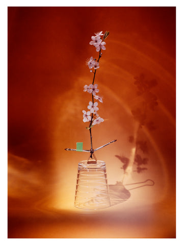 Sanjay Kalideen, Blossom on Orange Background